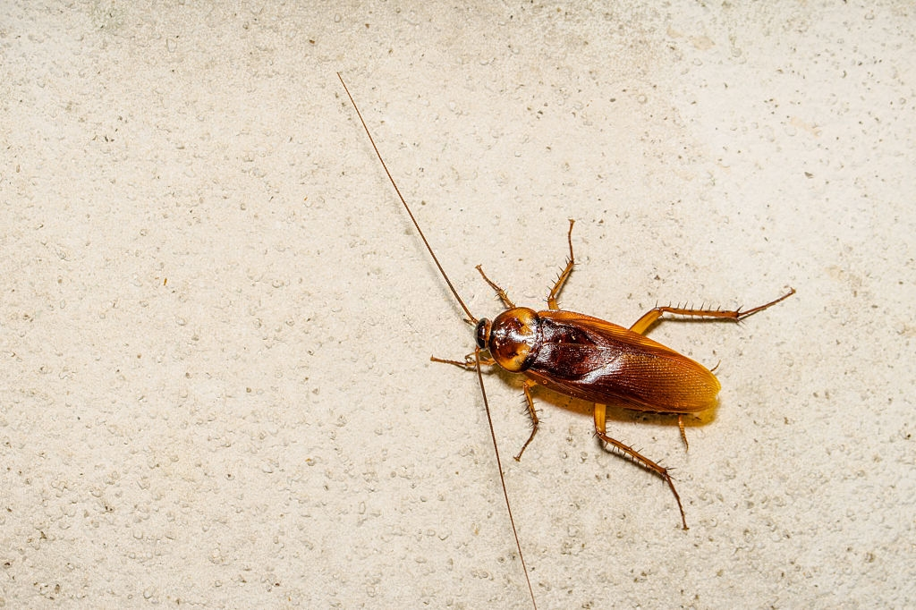 Cockroach Control, Pest Control in South Stifford, West Thurrock, RM20. Call Now 020 8166 9746