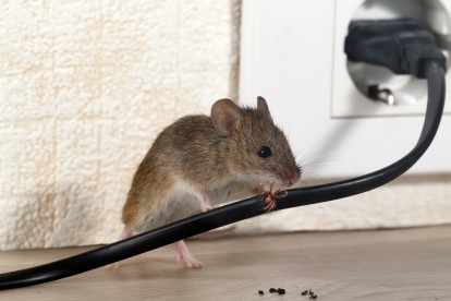 Pest Control in South Stifford, West Thurrock, RM20. Call Now! 020 8166 9746