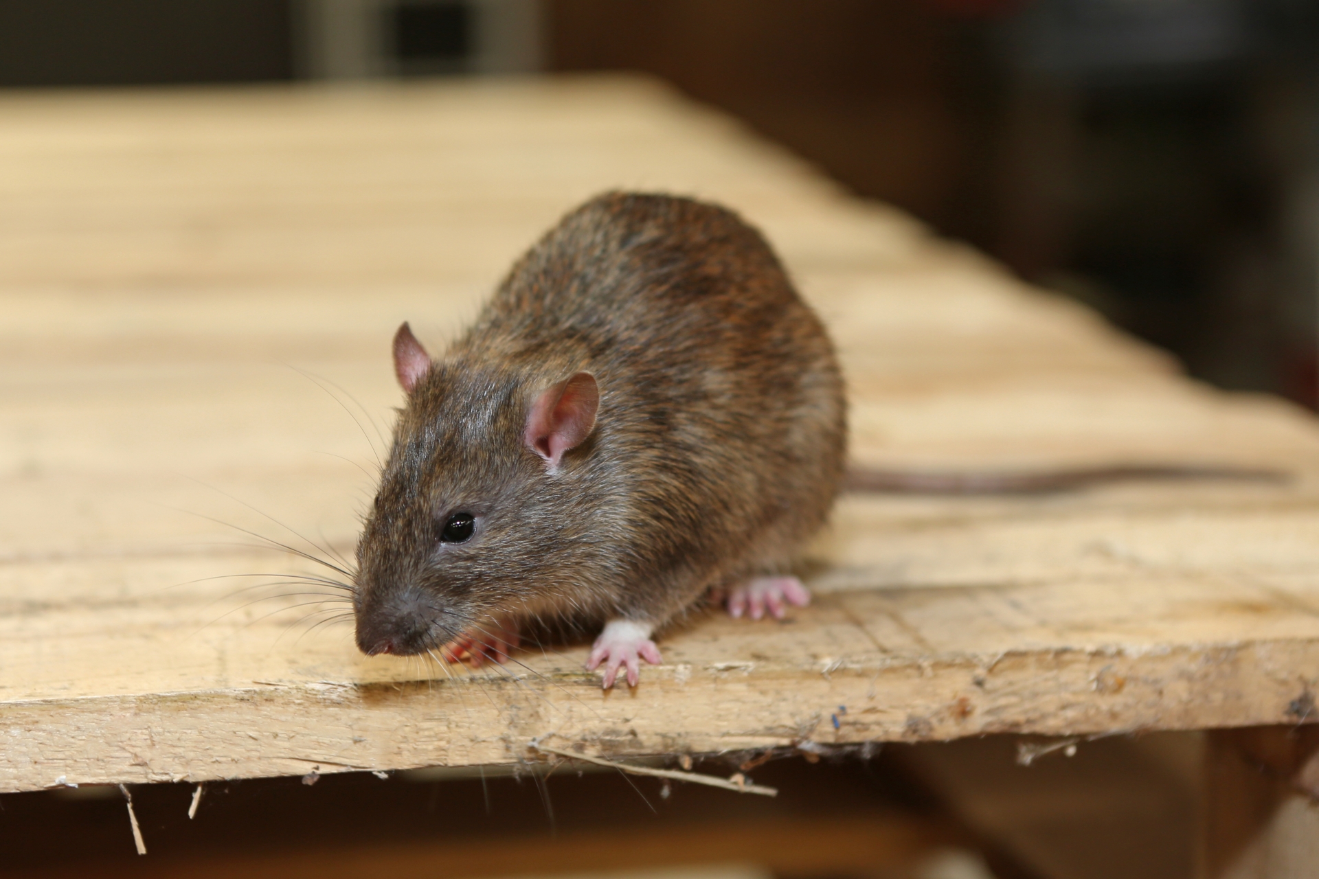 Rat Control, Pest Control in South Stifford, West Thurrock, RM20. Call Now 020 8166 9746