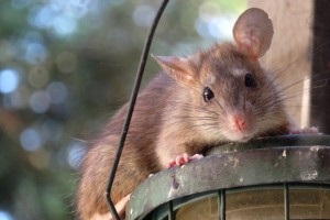 Rat Control, Pest Control in South Stifford, West Thurrock, RM20. Call Now 020 8166 9746