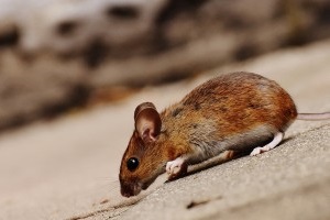 Mice Exterminator, Pest Control in South Stifford, West Thurrock, RM20. Call Now 020 8166 9746