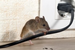 Mice Control, Pest Control in South Stifford, West Thurrock, RM20. Call Now 020 8166 9746