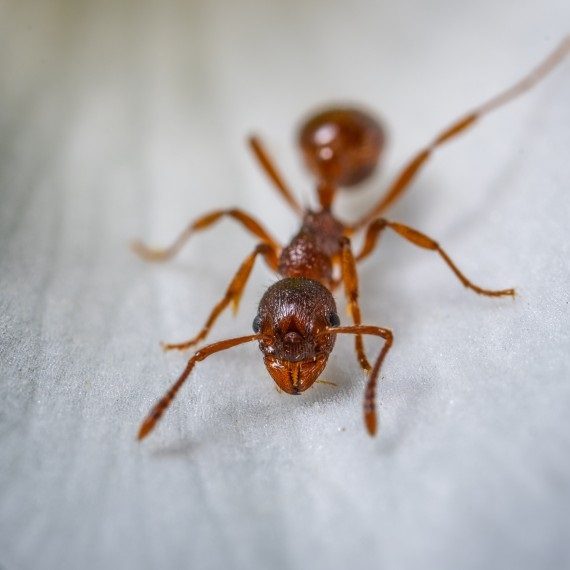 Field Ants, Pest Control in South Stifford, West Thurrock, RM20. Call Now! 020 8166 9746
