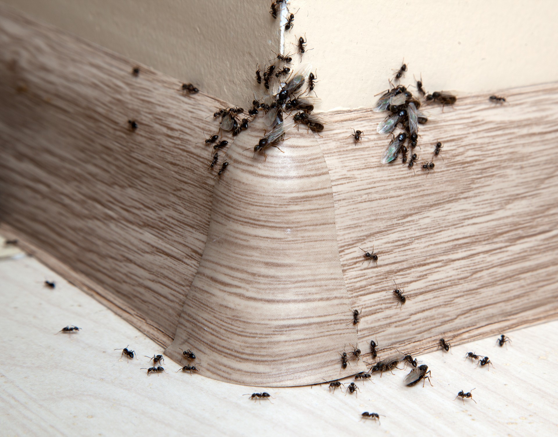Ant Infestation, Pest Control in South Stifford, West Thurrock, RM20. Call Now 020 8166 9746