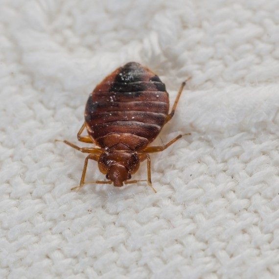 Bed Bugs, Pest Control in South Stifford, West Thurrock, RM20. Call Now! 020 8166 9746