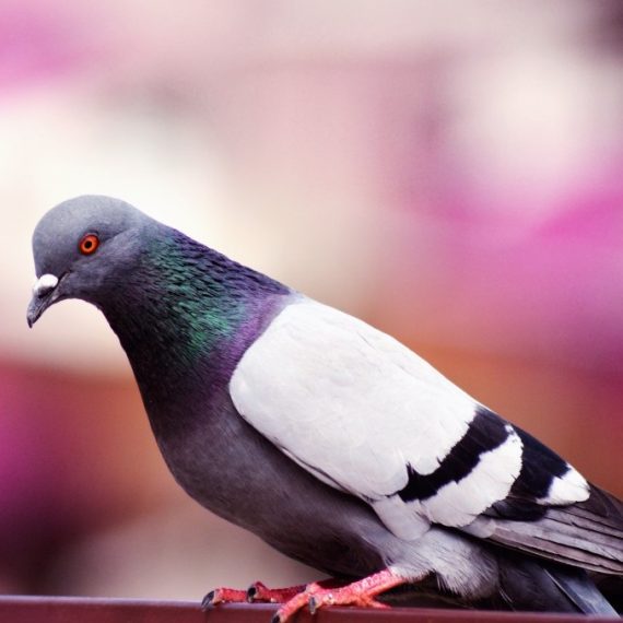 Birds, Pest Control in South Stifford, West Thurrock, RM20. Call Now! 020 8166 9746