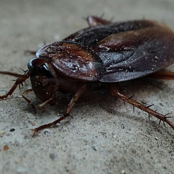 Cockroaches, Pest Control in South Stifford, West Thurrock, RM20. Call Now! 020 8166 9746