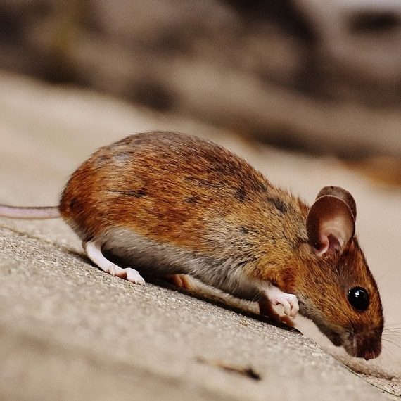 Mice, Pest Control in South Stifford, West Thurrock, RM20. Call Now! 020 8166 9746