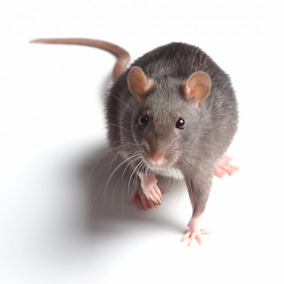 Rats, Pest Control in South Stifford, West Thurrock, RM20. Call Now! 020 8166 9746