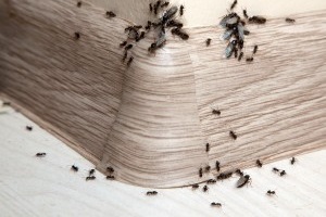 Ant Control, Pest Control in South Stifford, West Thurrock, RM20. Call Now 020 8166 9746