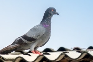 Pigeon Pest, Pest Control in South Stifford, West Thurrock, RM20. Call Now 020 8166 9746