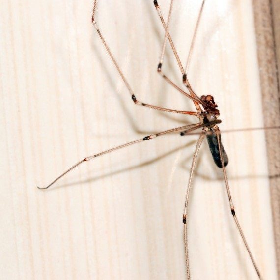 Spiders, Pest Control in South Stifford, West Thurrock, RM20. Call Now! 020 8166 9746