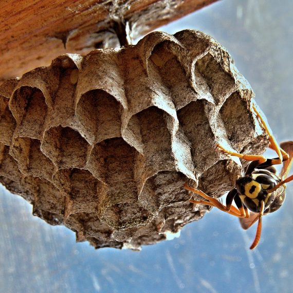Wasps Nest, Pest Control in South Stifford, West Thurrock, RM20. Call Now! 020 8166 9746